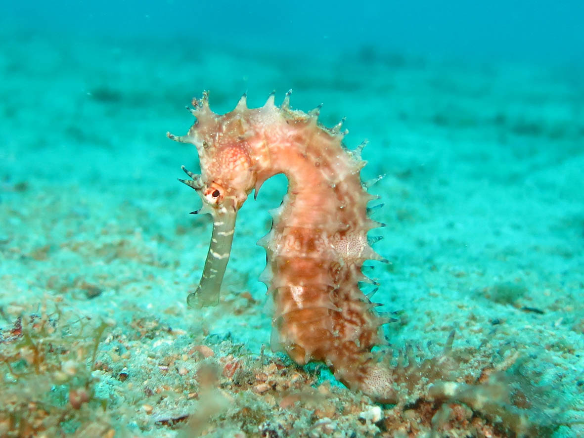 seahorse-1538013.jpg