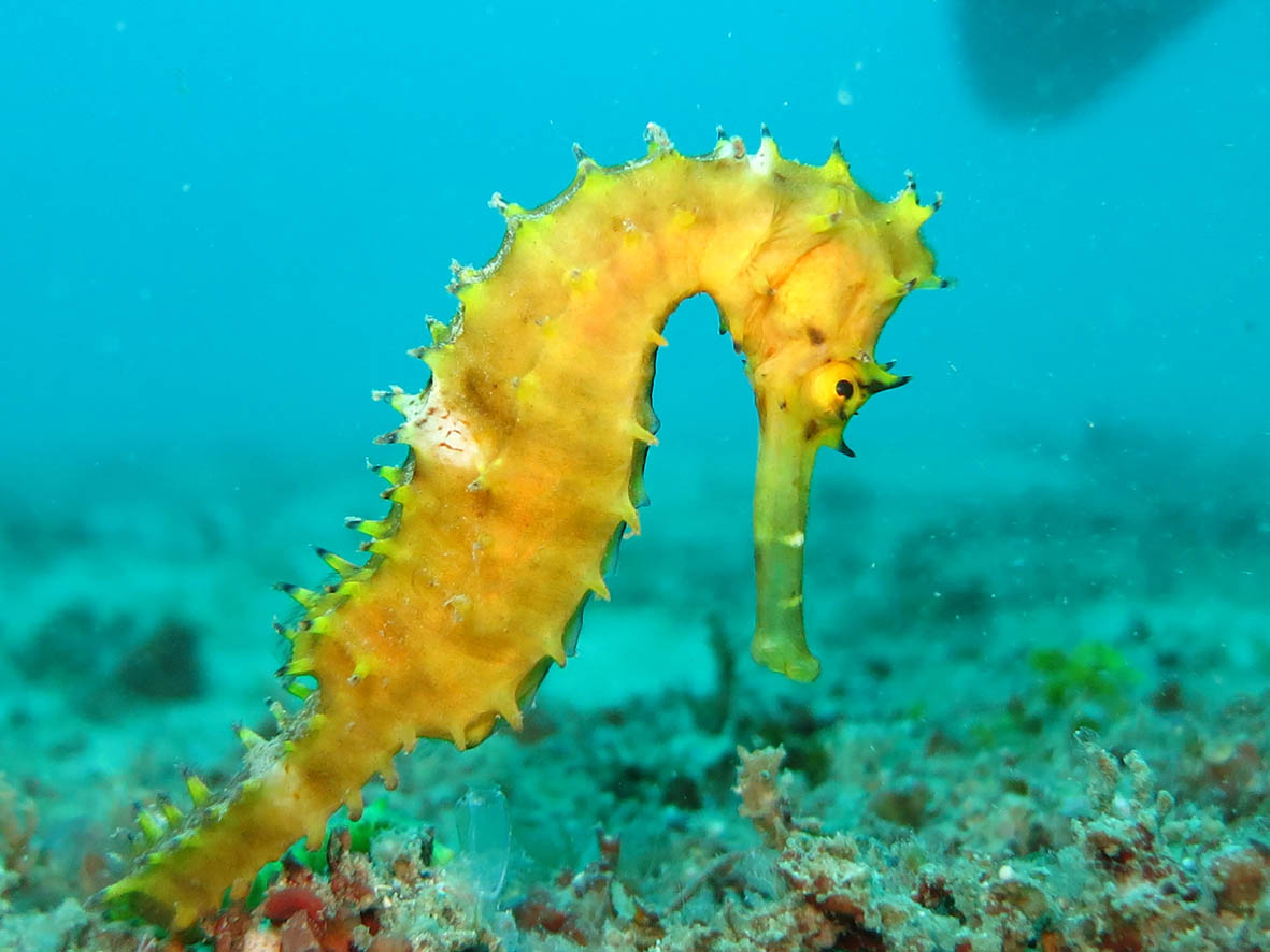 seahorse-1538016.jpg