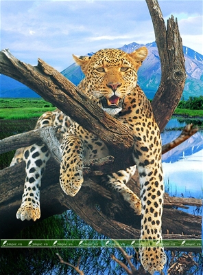 Tranh dán Tường 3D phòng khách; Tranh Hoạt Hình Trẻ Em; Tranh dán Tường sơn thủy 3D; Tranh dán Tường 3D đẹp; bán bán file tranh cung cấp file tranh;3mpic.vn